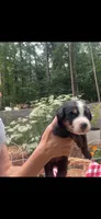 Gemini, a female Bernese Mountain Dog for sale in Conyers, GA – 2 of 4