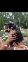 Stardust, a female Bernese Mountain Dog for sale in Conyers, GA – 2 of 4