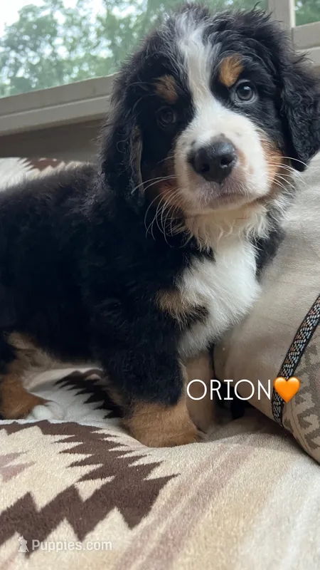 Orion – Bernese Mountain Dog puppy for sale in Conyers, GA