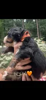 Orion, a male Bernese Mountain Dog for sale in Conyers, GA – 3 of 4