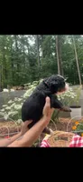 Stardust, a female Bernese Mountain Dog for sale in Conyers, GA – 4 of 4