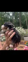 Celeste, a female Bernese Mountain Dog for sale in Conyers, GA – 2 of 4