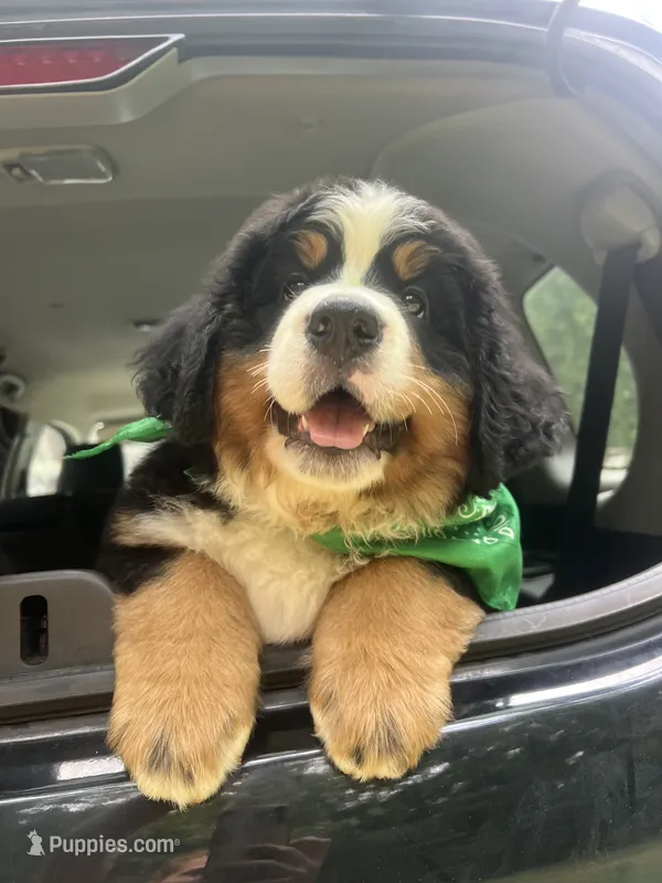 Rocket – Bernese Mountain Dog puppy for sale in Conyers, GA