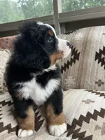 Sirius, a male Bernese Mountain Dog for sale in Conyers, GA – 6 of 6