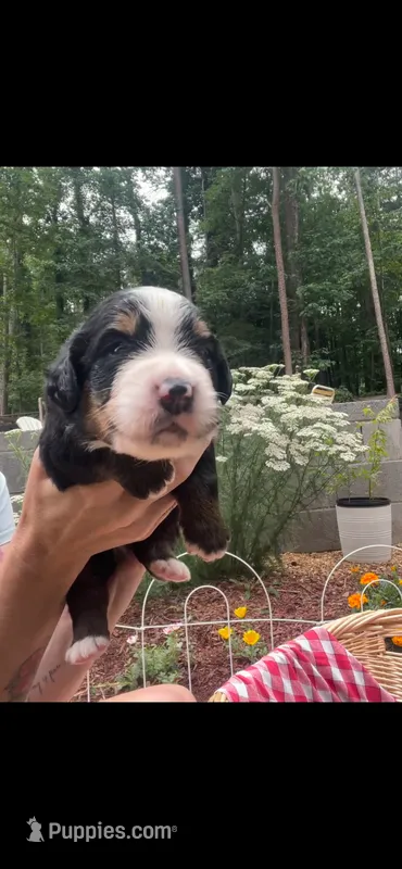 Rocket – Bernese Mountain Dog puppy for sale in Conyers, GA