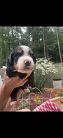Rocket, a male Bernese Mountain Dog for sale in Conyers, GA – 1 of 4