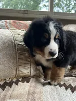 Orion, a male Bernese Mountain Dog for sale in Conyers, GA – 6 of 9