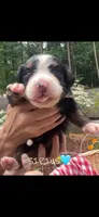 Sirius, a male Bernese Mountain Dog for sale in Conyers, GA – 3 of 3