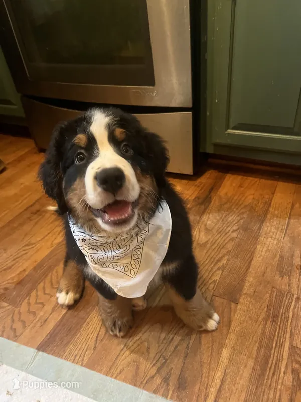 Orion – Bernese Mountain Dog puppy for sale in Conyers, GA