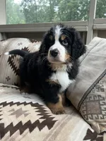 Orion, a male Bernese Mountain Dog for sale in Conyers, GA – 9 of 9