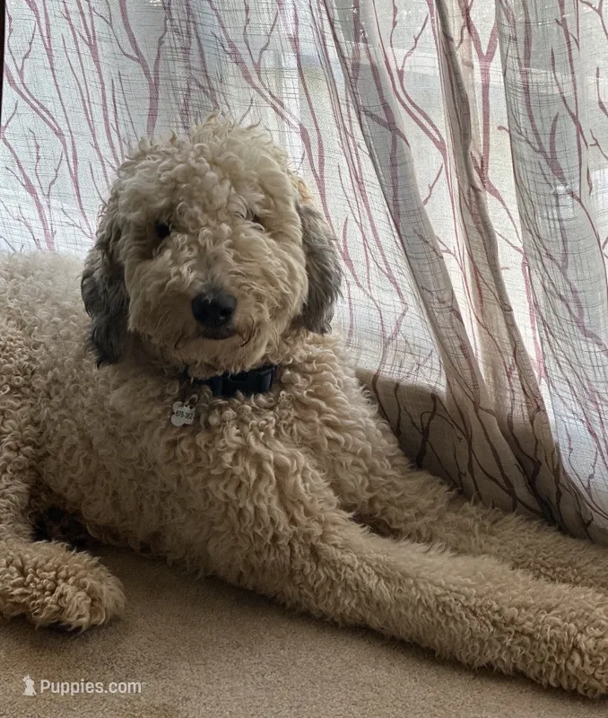Winston – Bernedoodle puppy for sale in Conyers, GA