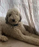 Winston, a male Bernedoodle for sale in Conyers, GA – 1 of 1