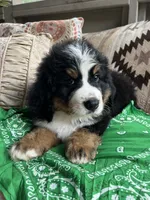 Rocket, a male Bernese Mountain Dog for sale in Conyers, GA – 8 of 9