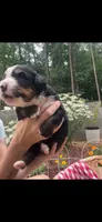 Rocket, a male Bernese Mountain Dog for sale in Conyers, GA – 3 of 4