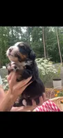 Rocket, a male Bernese Mountain Dog for sale in Conyers, GA – 4 of 4