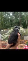 Nova, a female Bernese Mountain Dog for sale in Conyers, GA – 4 of 4