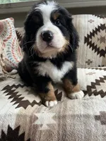 Sirius, a male Bernese Mountain Dog for sale in Conyers, GA – 5 of 6