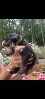 Gemini, a female Bernese Mountain Dog for sale in Conyers, GA – 4 of 4