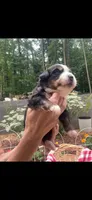 Celeste, a female Bernese Mountain Dog for sale in Conyers, GA – 3 of 4