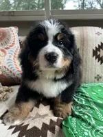 Rocket, a male Bernese Mountain Dog for sale in Conyers, GA – 9 of 9