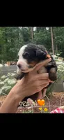 Orion, a male Bernese Mountain Dog for sale in Conyers, GA – 1 of 4