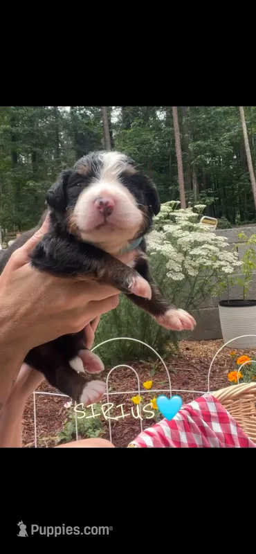 Sirius – Bernese Mountain Dog puppy for sale in Conyers, GA
