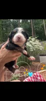 Sirius, a male Bernese Mountain Dog for sale in Conyers, GA – 1 of 3