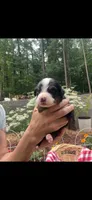 Nova, a female Bernese Mountain Dog for sale in Conyers, GA – 2 of 4