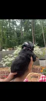 Celeste, a female Bernese Mountain Dog for sale in Conyers, GA – 4 of 4