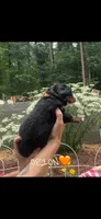 Orion, a male Bernese Mountain Dog for sale in Conyers, GA – 4 of 4