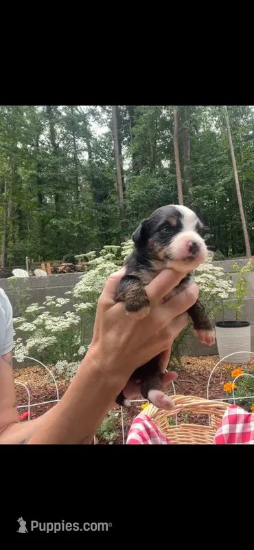 Nova – Bernese Mountain Dog puppy for sale in Conyers, GA