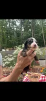 Nova, a female Bernese Mountain Dog for sale in Conyers, GA – 1 of 4
