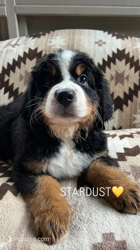 Stardust – Bernese Mountain Dog puppy for sale in Conyers, GA