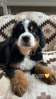 Stardust, a female Bernese Mountain Dog for sale in Conyers, GA – 1 of 7