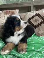 Rocket, a male Bernese Mountain Dog for sale in Conyers, GA – 7 of 9