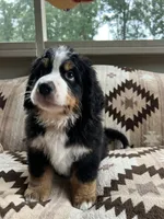 Orion, a male Bernese Mountain Dog for sale in Conyers, GA – 7 of 9