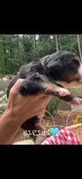 Sirius, a male Bernese Mountain Dog for sale in Conyers, GA – 2 of 3