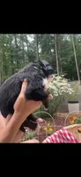 Rocket, a male Bernese Mountain Dog for sale in Conyers, GA – 2 of 4