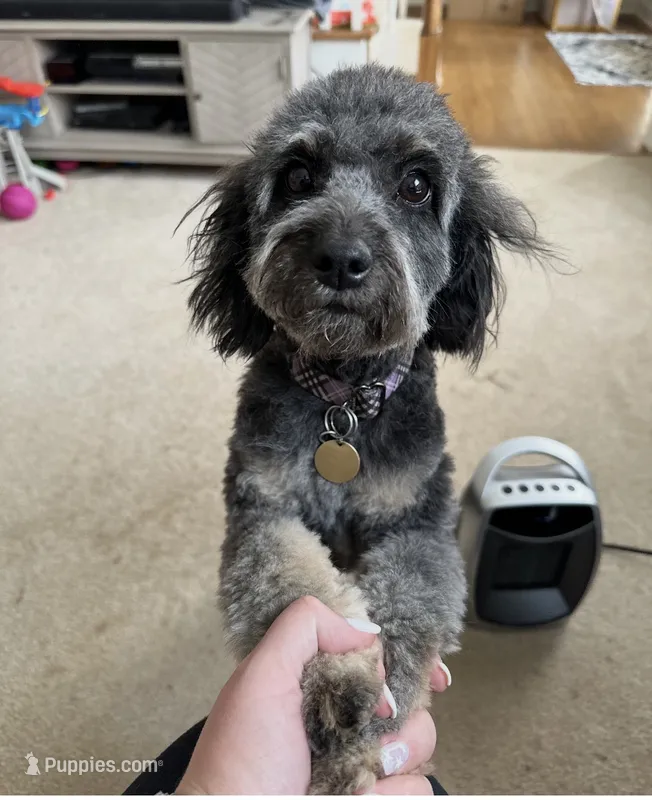 Tilly – Aussiedoodle puppy for sale in Conyers, GA