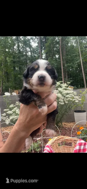 Celeste – Bernese Mountain Dog puppy for sale in Conyers, GA