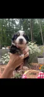 Celeste, a female Bernese Mountain Dog for sale in Conyers, GA – 1 of 4