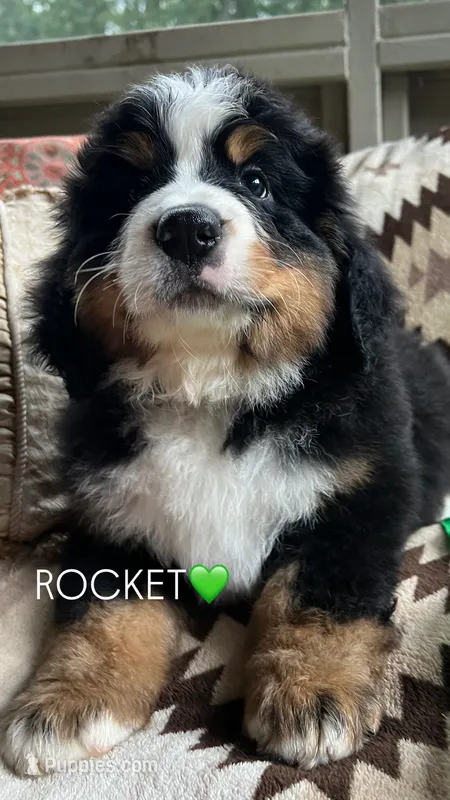 Rocket – Bernese Mountain Dog puppy for sale in Conyers, GA