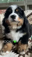 Rocket, a male Bernese Mountain Dog for sale in Conyers, GA – 1 of 9
