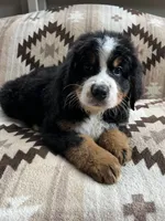Orion, a male Bernese Mountain Dog for sale in Conyers, GA – 8 of 9