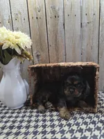 Leo, a male Cocker Spaniel for sale in Middlebury, IN – 7 of 8
