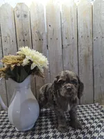 Tracy, a female Cocker Spaniel for sale in Middlebury, IN – 6 of 8