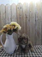 Lady, a female Cocker Spaniel for sale in Middlebury, IN – 3 of 8