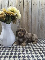 Lady, a female Cocker Spaniel for sale in Middlebury, IN – 7 of 8