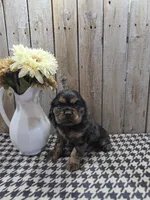 Leo, a male Cocker Spaniel for sale in Middlebury, IN – 2 of 8