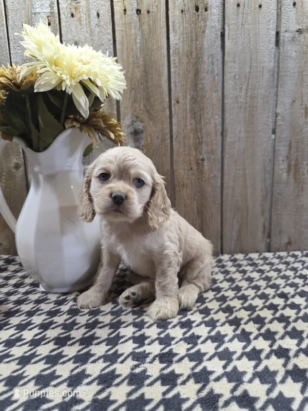 Sophie  – Cocker Spaniel puppy for sale in Middlebury, IN